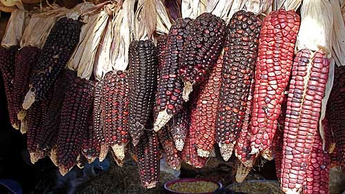 Bunter Mais von einheimischen Sorten und Variationen / mexicanwave, flickr
