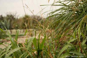 Teosinte, das Gras aus dem der Mais gezüchtet wurde / Bettina Hoyer