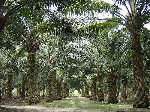 Ölpalmenplantage in Malaysia / craig, wikipedia