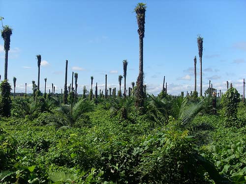 Monokultur-Plantage für Agrotreibstoffe in Kolumbien / cncd, flickr