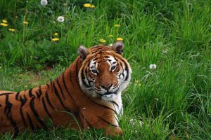 Wohl eher nicht vegetarisch: Ein Tiger im Grünen / chausinho, flickr
