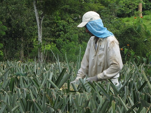 Arbeiter in einer Ananasplantage in Costa Rica / Shared Interest, flickr