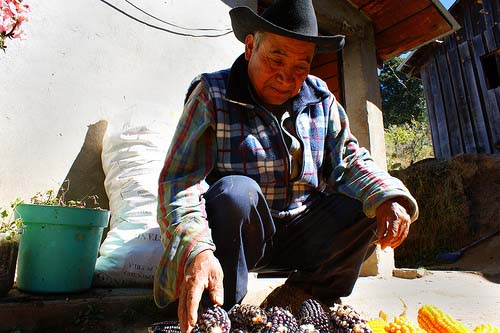 Oaxaca: Bauer mit einheimischem Mais / archivodeproyectos, flickr