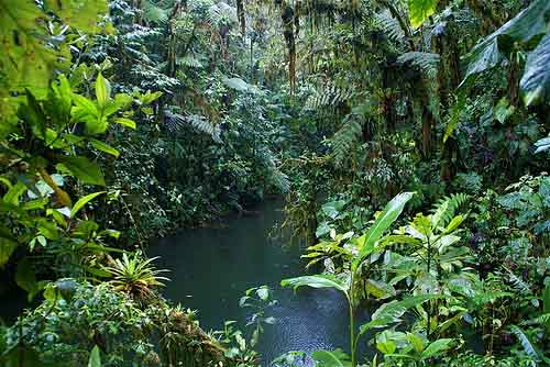 Könnte bald fürs BIP in Wert gesetzt werden: Artenreiches Dickicht im Amazonasgebiet von Ecuador / Romulo fotos, flickr