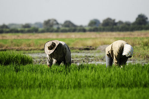 Sie fürchten um ihre Existenz: Kolumbianische Reisbauern /CIAT, Flickr