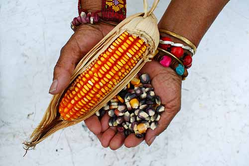 Einheimischer Mais in Jalisco / archivo de proyectos, flickr