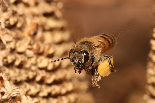 Biene mit einem Pollenpaket /Muhammad Mahdi Karim, Flickr