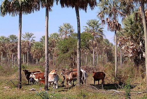 Abholzung im Chaco für Viehwirtschaft / peer V, wikipedia