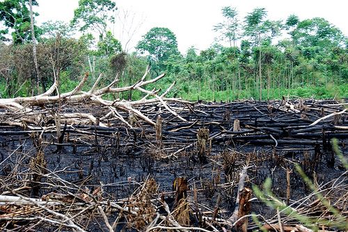 Abholzung im bolivianischen Amazonasgebiet / kiki-bolivien, CC BY-ND 2.0, Flickr