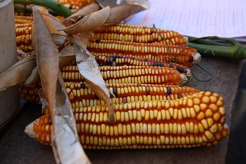 Maisvielfalt durch lokale Auslese der Bauern: Maisfest in Santa Gertrudis (Oaxaca) / Foto: Bettina-Hoyer
