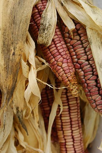 Lokale Maissorten in Mexiko / archivo de proyectos, CC-BY-SA 2.0, flickr