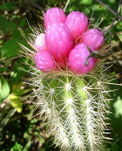 Kaktus in der Caatinga-Region / Andre Estima, CC BY-NC-SA 2.0, Flickr