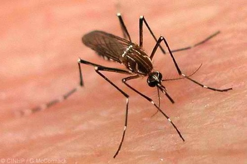 Dengue-Muecke /o5com, CC BY 2.0, Flickr