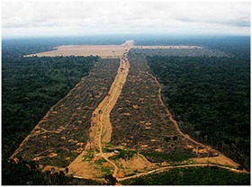 Abholzung im Amazonasgebiet. Foto: adital