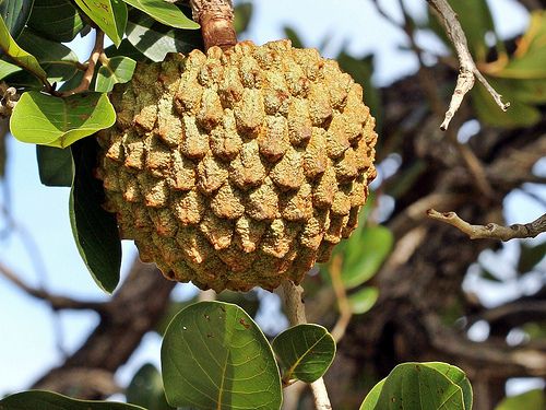 Anbau von Früchten hat Tradition / Mauricio Mercadante, CC BY-NC-SA 2.0, flickr