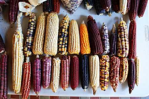 Statt buntem einheimischen Mais könnte es bald nur noch Genmais geben / archivo de proyectos, CC BY-NC-SA 2.0, flickr