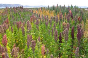 Quinoa-Feld in Cachilaya, Bolivien (Titicacasee) / Michael Hermann, CC BY-SA 3.0, wikipedia