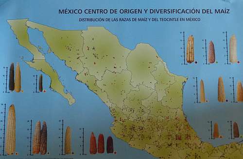 Verteilung von Mais- und Teosintlesorten in Mexiko / Ausschnitt auf NGO-Plakat