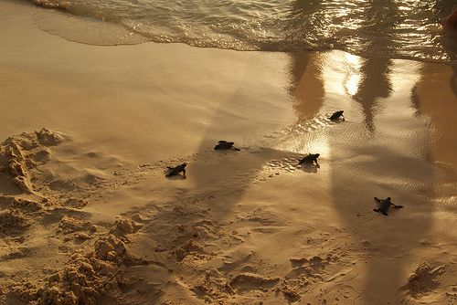 Schildkroetenbabies gehen-ins-Wasser xtorous CC BY-NC-SA 2.0 flickr