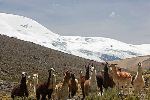 Peruanische Alpakas / spda Thomas Muller / Bildquelle: Servindi