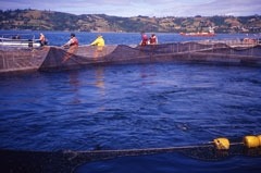 Lachsfarm auf Chiloe // Foto: Paulo Moiola, noticias-aliadas