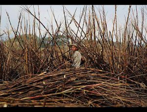 Zuckerrohrernte in Guatemala / Foto: Simone Dalmasso aus der Reihe