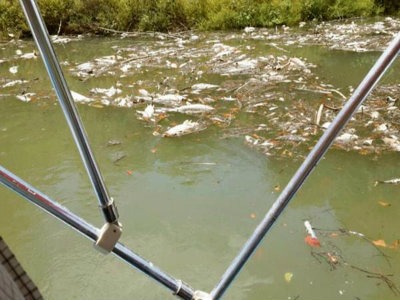 Verschmutzung und Fischsterben im Río La Pasión. Foto: Cerigua