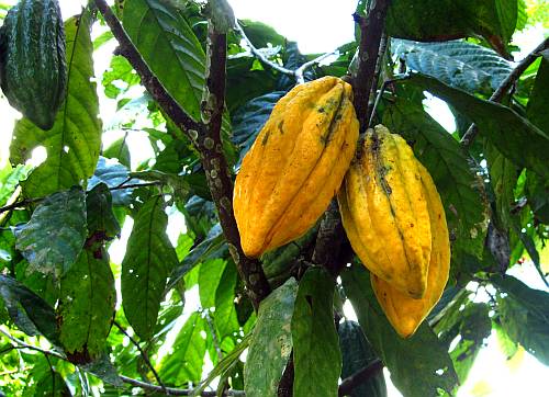 Grünes Gold - Kakaopflanzungen der Awajun / Foto: ideele revista