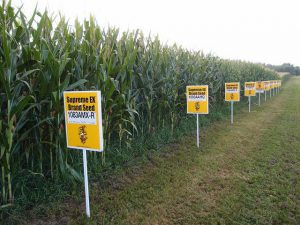 Die Fusion zwischen Monsanto und Syngenta ist umstritten