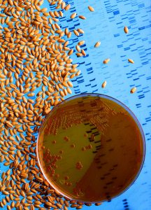 Elemente der Gentechnik: Bakterienkultur in einer Schale, Saatgut und durch Elektrophorese sichtbar gemachte DNA-Fragmente. Foto: Wikipedia/Jack Dykinga - USDA