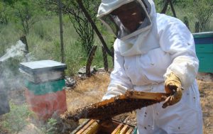 Yucatans Imker*innen dürften sich über den Vorstoß freuen. Honig ist eine wichtige Einnahmequelle der Kleinbauernfamilien im Bundesstaat / Foto: ecoportal.net
