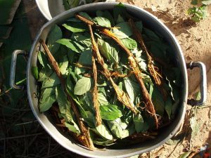 Zubereitung des Ayahuasca-Trunks. Foto: Awkipuma/ WikiCommons (CC BY 3.0)