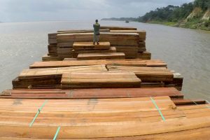 Im Kampf gegen illegalen Holzhandel
Foto: Ibama bei fotos públicas