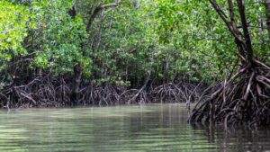 Mangrovenwälder, unerlässliche Ökosysteme für die Eindämmung des Klimawandels