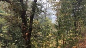 Ziel von illegalen Holzfällern: der Gemeindewald von Jaleaca de Catalán (Guerrero)
Quelle: amerika21 / @JaleacadeCatalán