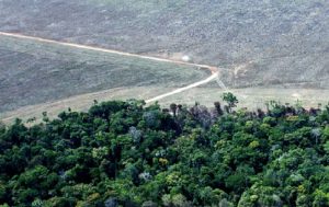 Jedes Jahr werden in Brasilien im Durchschnitt 11.405 Quadratkilometer Wald vernichtet - Tendenz steigend / Foto: Paulo Pereira/Greenpeace via Brasil de Fato