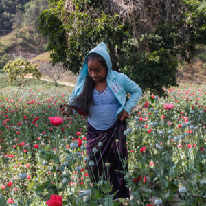 Für viele ist der Opiumanbau die beste Möglichkeit, ihre Familie zu ernähren / Foto: Isael Rosales
