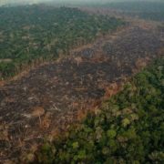 Abholzung im Amazonasgebiet nimmt drastisch zu