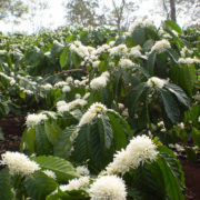 Klimaerwärmung lässt Kaffeeanbaugebiete schrumpfen