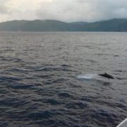Isla del Coco zum Naturschutzgebiet für Haie erklärt