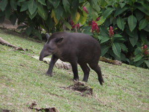 Der Tapir hat schon mehrere Aussterbephasen überlebt, aber nun wirds wirklich eng.
Foto: Jaime Santin via wikimedia
CC BY-SA 3.0