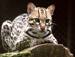 Über zwei Drittel der 2022 in Costa Rica überfahrenen Wildkatzen waren Ozelote. Foto: Ana Cotta/Wikipedia