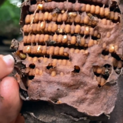 Kleinbauern entdecken den Wert der heimischen Bienen wieder