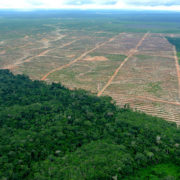 Noch drei Jahre zur Rettung des Amazonas