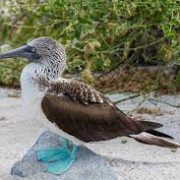 Bisher 22.000 an Vogelgrippe verstorbene Seevögel