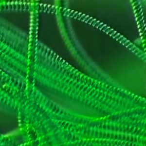 Cyanobakterien
Foto: wikimedia
CC BY 2.0