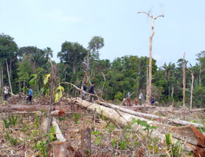 Waldzerstörung in der Gemeinde Flor de Ucayali im peruanischen Amazonasgebiet. Foto: Servindi/FECONAU