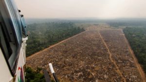 Entwaldung Amazonas Waldgesetzbuch Nullabholzung