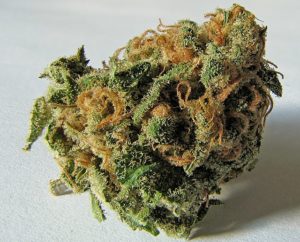 Cannabis Marihuana