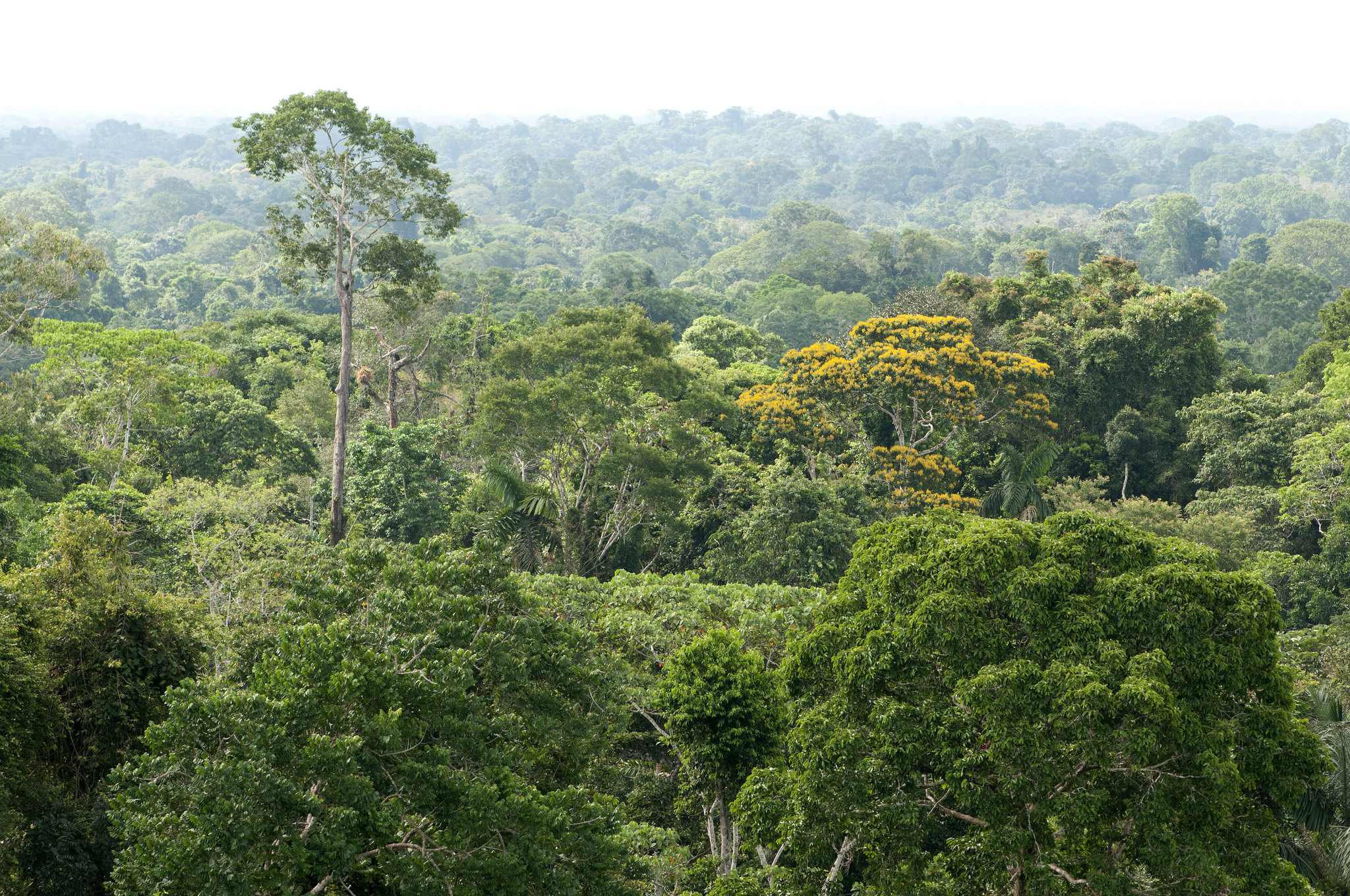 In einem Referendum stimmten 2023 die Mehrheit der Ecuadorianer*innen gegen die Erdölförderung im Yasuní-Nationalpark. Quelle: Peter Prokosch/GRID-Arendal via Flickr.com CC BY-NC-SA 2.0 Deed https://www.flickr.com/photos/gridarendal/31279841103